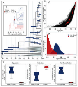 diversification dynamics of Irregulares+Heterisia