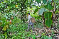 Pharmacy in the Jungle - Medicinal Plants
