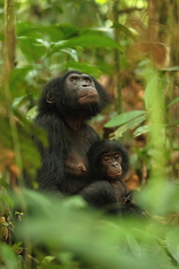 Bonobo mother