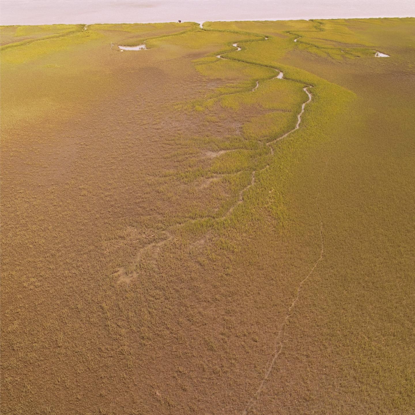 Aerial Drone Images of a Un-Grazed Tidal Creek on Sapelo Island, Ga