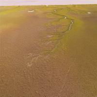 Aerial Drone Images of a Un-Grazed Tidal Creek on Sapelo Island, Ga