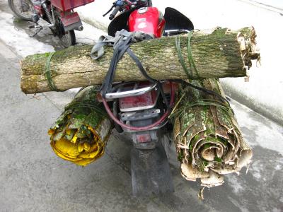 Harvesting in Wolong