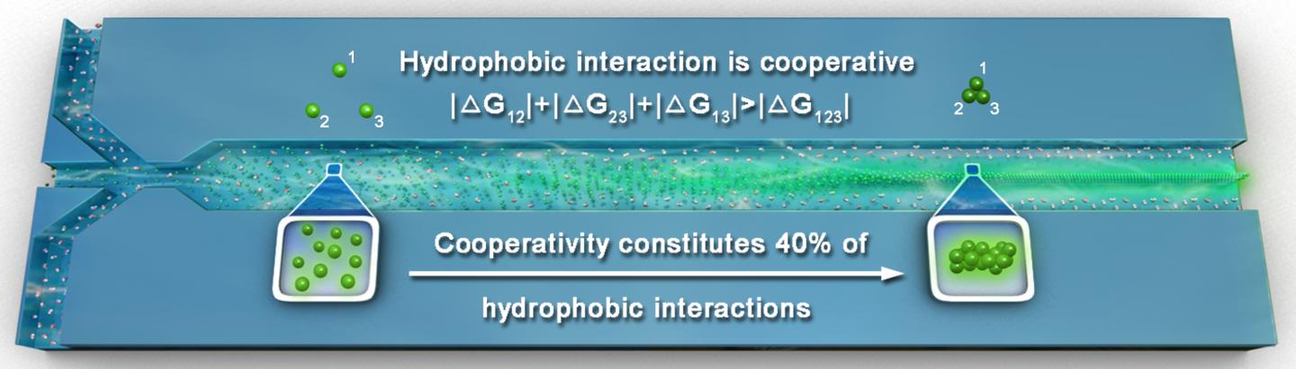 Hydrophobic Interactions