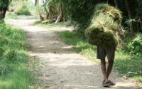 Man Carrying a Bundle of Grasses