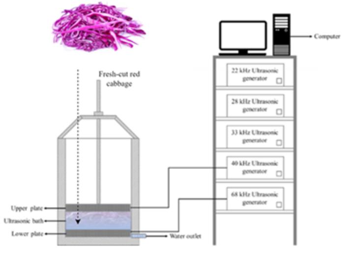 HOW TO CLEAN FRESH-CUT RED CABBAGE WITH ULTRASOUND