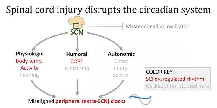 Disruption of the Circadian System