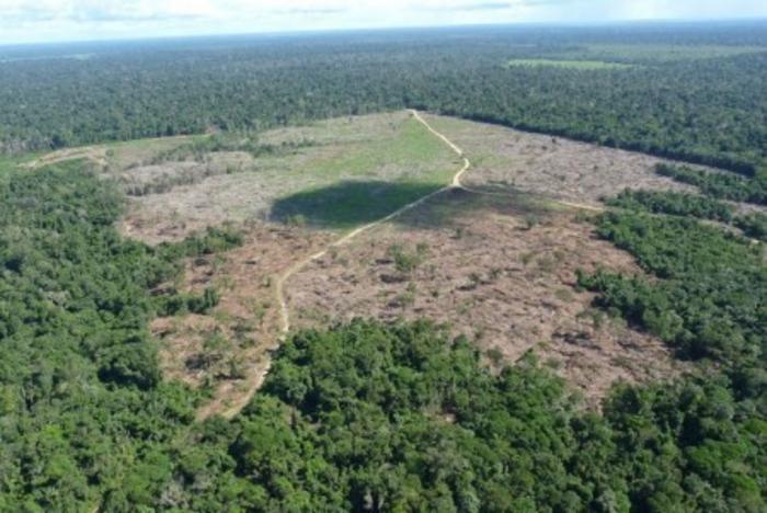 Deforestation in the Amazon is driven more by domestic demand than by the export market