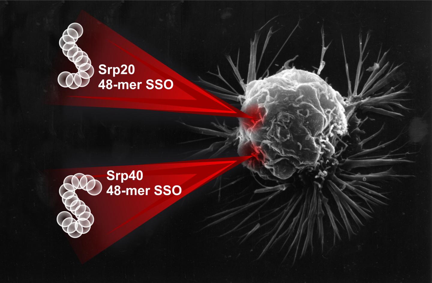 RUDN Biochemists Found a Way to Stop the Immortality of Cancer Cells Using Oligonucleotides