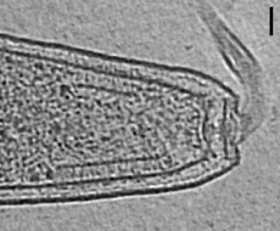 <i>Helicobacter hepaticus</i>