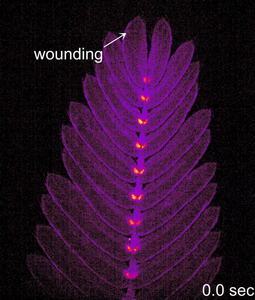 Video #2: Long-distance rapid Ca2+ signals upon wounding in Mimosa pudica