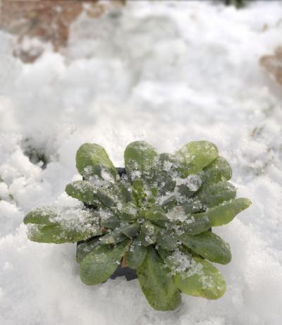Arabidopsis in the Snow