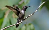 Black-Chinned Hummingbird with Unfurled Wings Perching on a Bench
