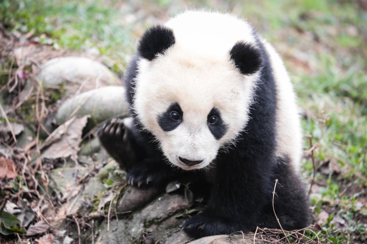 Pimm Li Panda Conservation