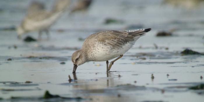 Adult Red Knot searching for food on the mudflats of the Wadden Sea. © Benjamin Gnep