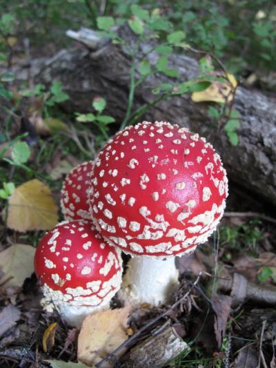 Fly Amanita