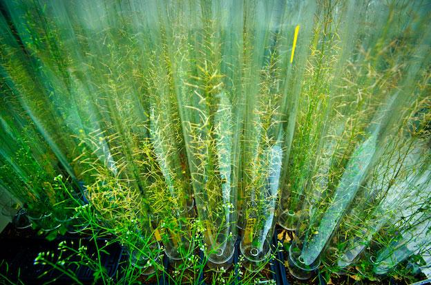 Rice Plants at Joint BioEnergy Institute