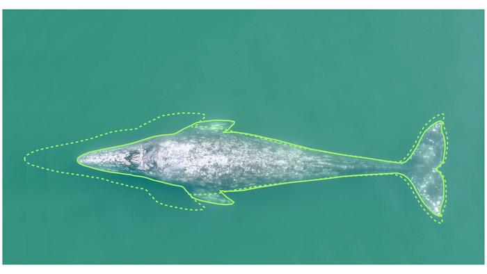 Size comparison of Pacific Coast Feeding Group gray whale.