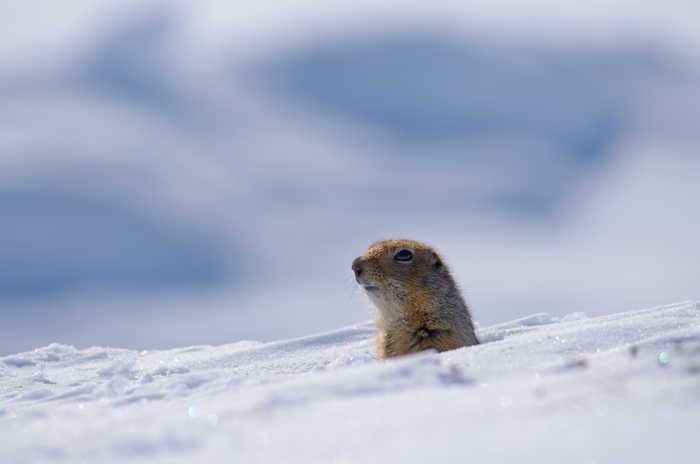 ground squirrel 1