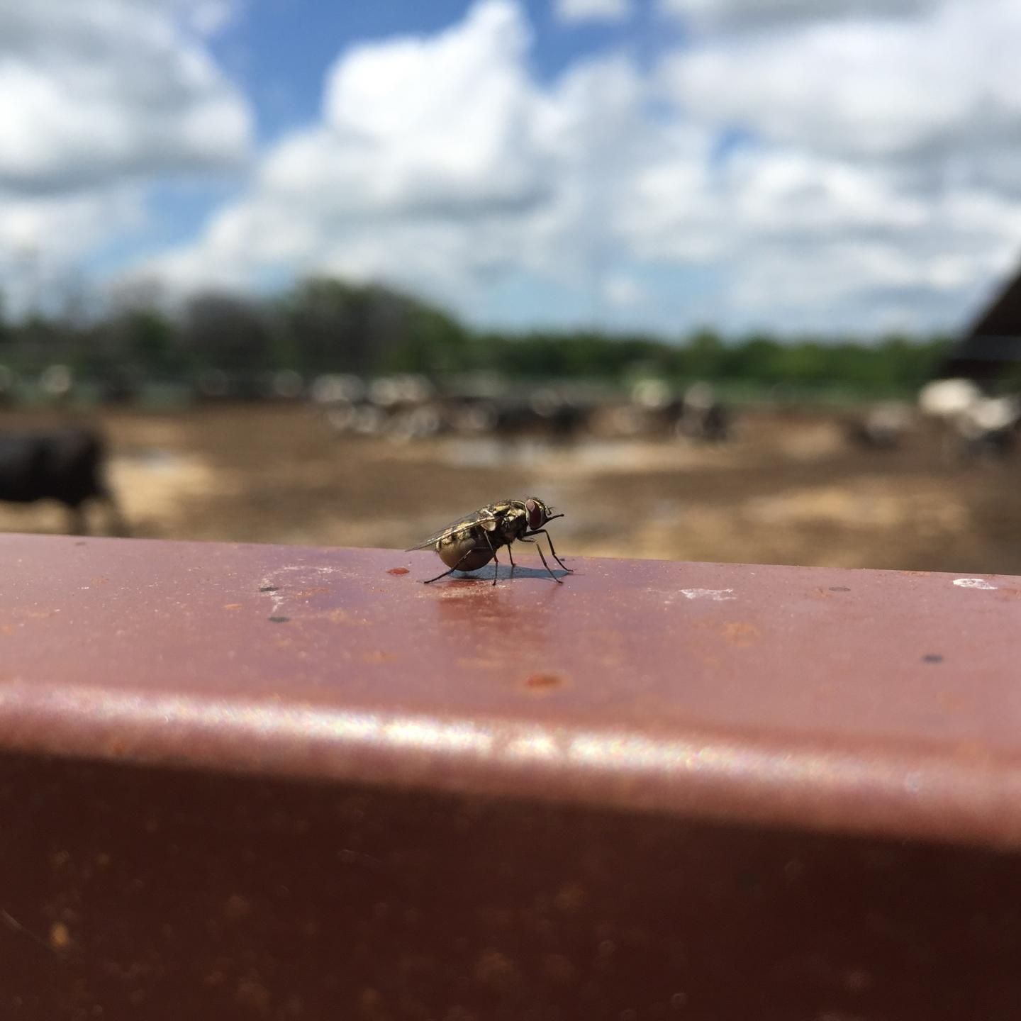 Stable Fly