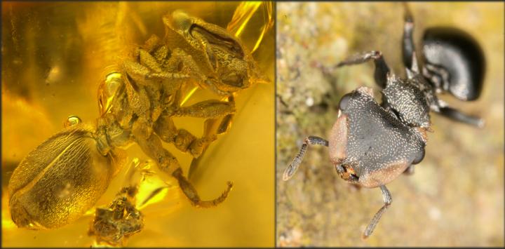An Ant Preserved in Amber and Its Modern Counterpart
