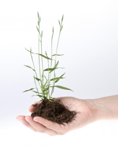 <i>Brachypodium</i> Plant