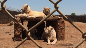 eurekalert.org - Fraudulent microchip use and compliance issues found on controversial lion farms in the Free State, South Africa