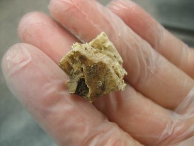 Skull Remains (2 of 3)