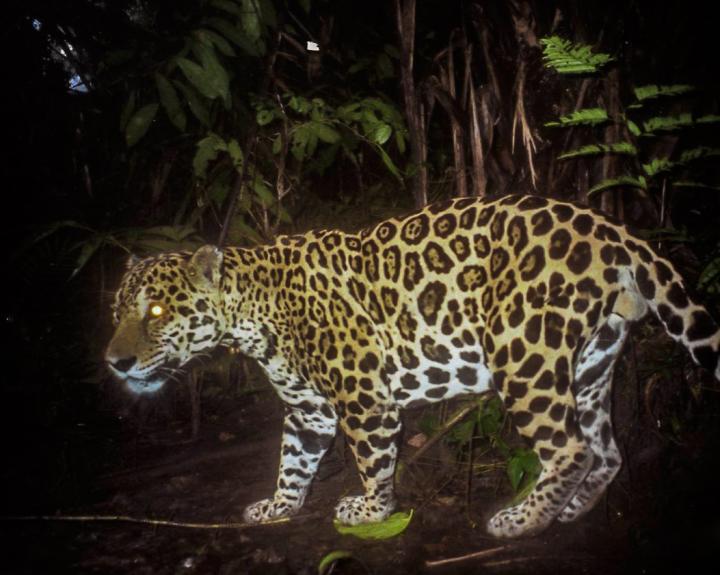Jaguar Named Aquiles