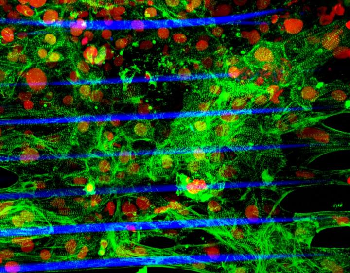 Human Stem Cell-derived Cardiac Microtissue