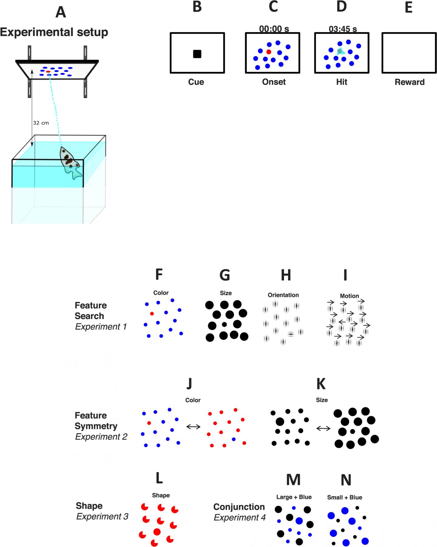 Fish and Humans Share Same Visual Cues