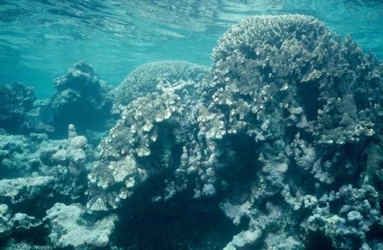 Coral bleaching on an in shore coastal reef
