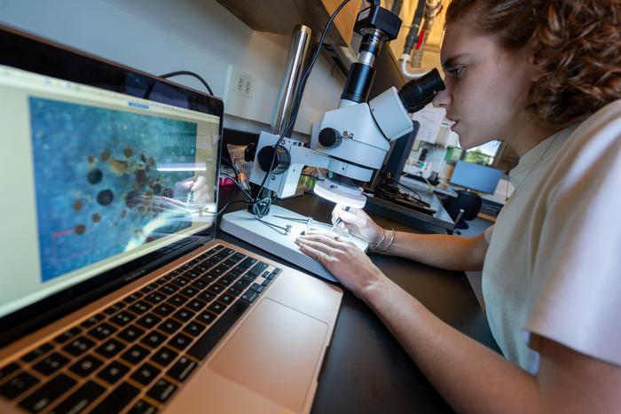 Student looking at Greeland plants under microscope