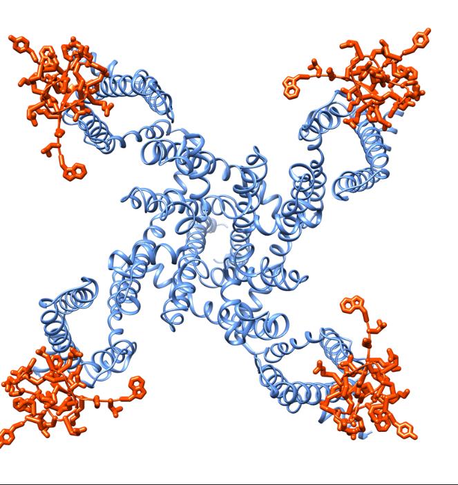 Protoxin-II -- Voltage-Gated Sodium Channel Structure