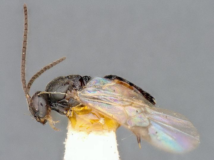 One of the Braconid Wasp Species Recorded in Ottawa (1 of 3)