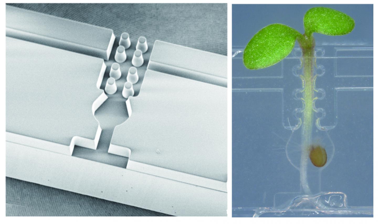 Micrografting Chip