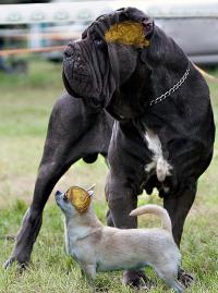 A Neapolitan Mastiff and a Chihuahua, with Their Endocasts