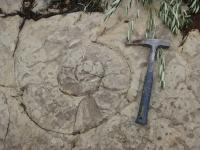 An ammonite in Jurassic limestone