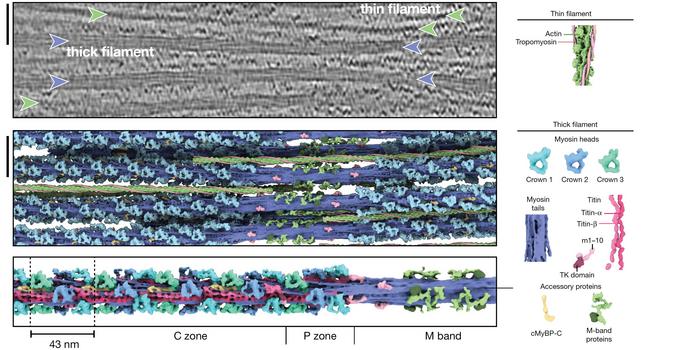 Thick filament structure in the relaxed cardiac sarcomere