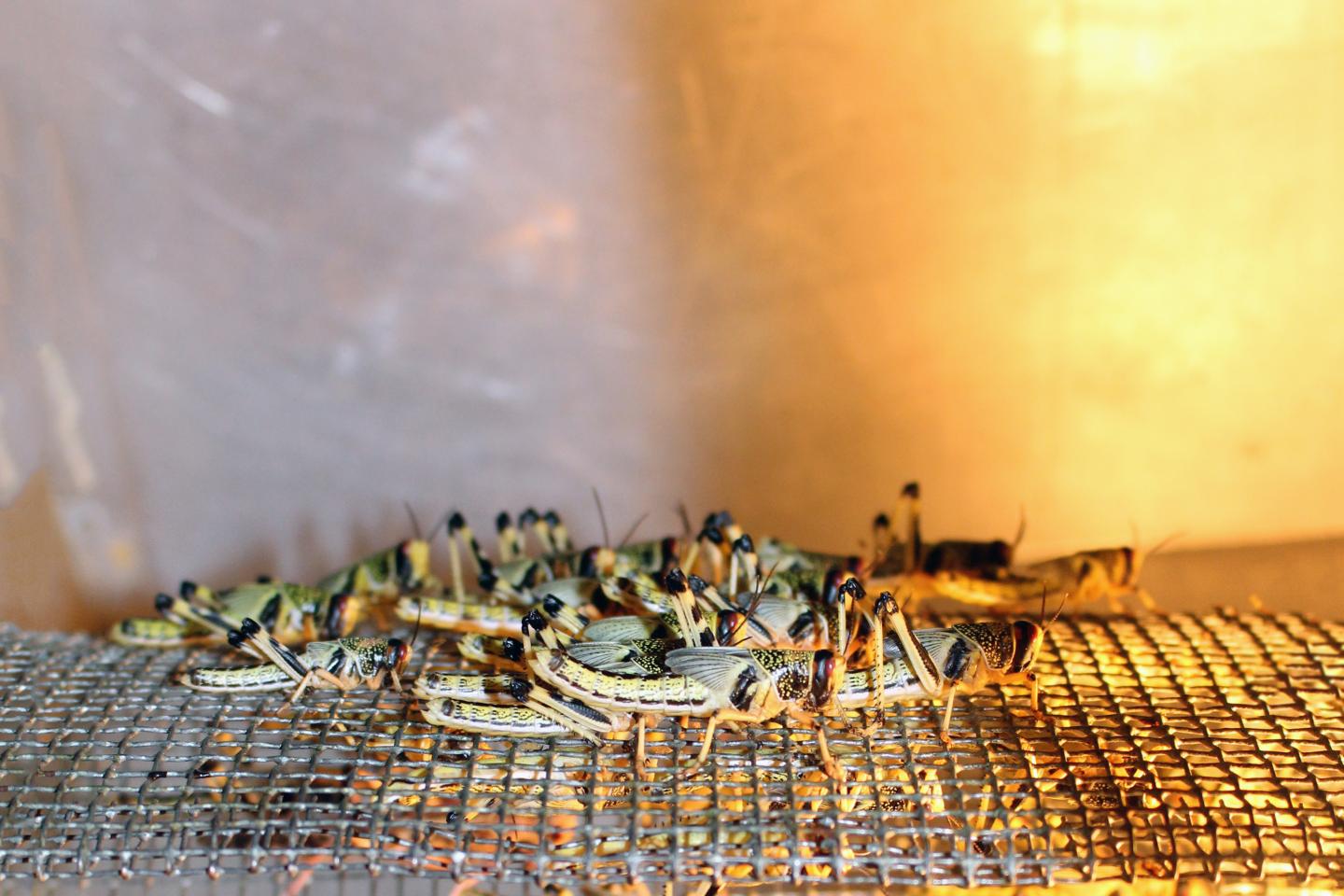 Locust Breeding