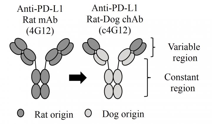 The Chimeric Anti-PD-L1 Antibody Developed in the Study