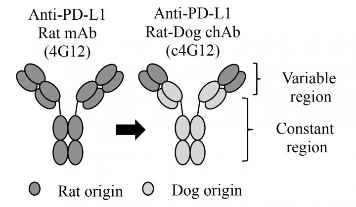 The Chimeric Anti-PD-L1 Antibody Developed in the Study