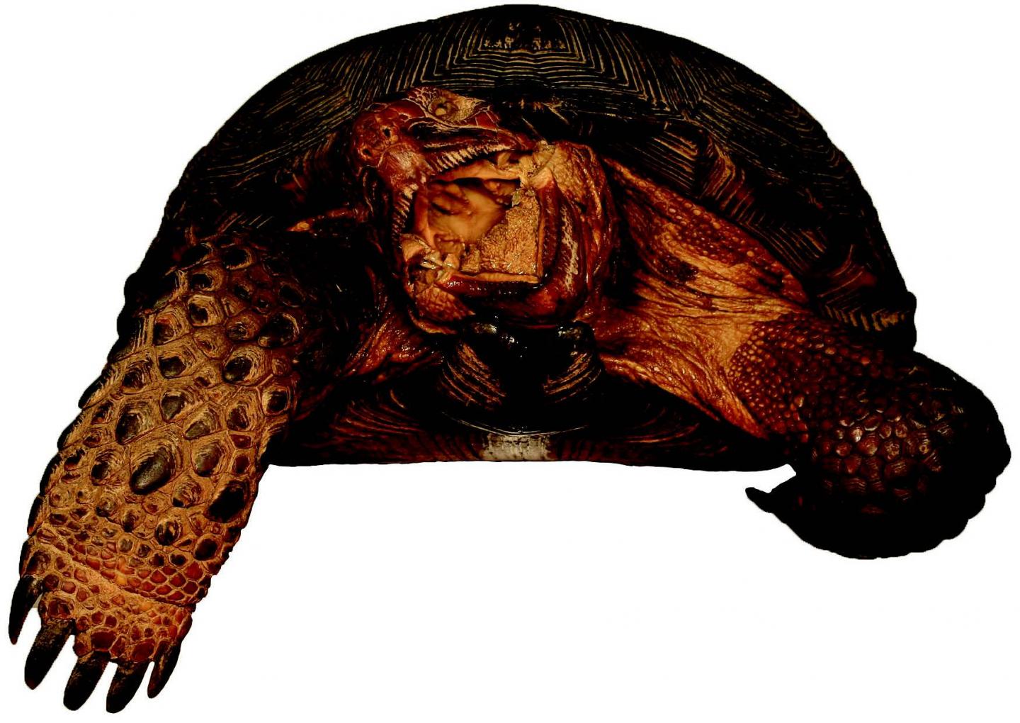 <em>Gopherus evgoodei</em>