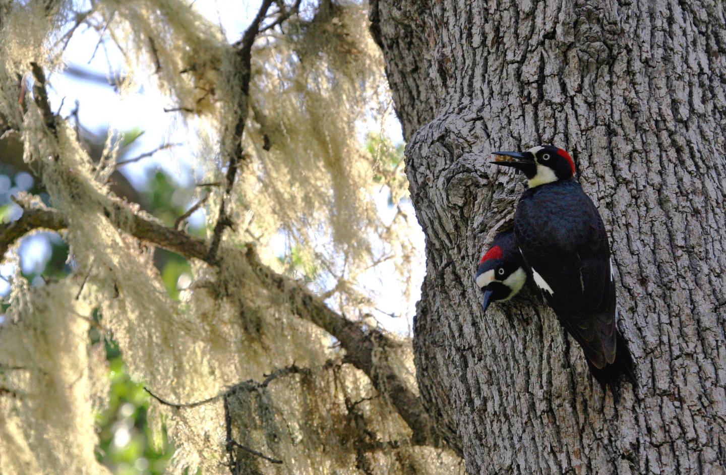 What drives multiple female acorn woodpeckers EurekAlert!