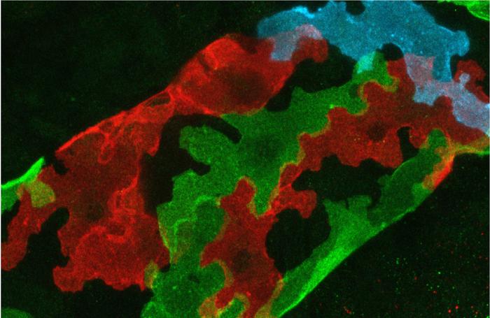 Lobate shape of mammalian lymphatic endothelial cells