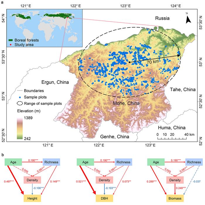 The distribution of sample plots and the impact of stand age, density, and tree species richness on tree height, diameter at breast height, and stand biomass.