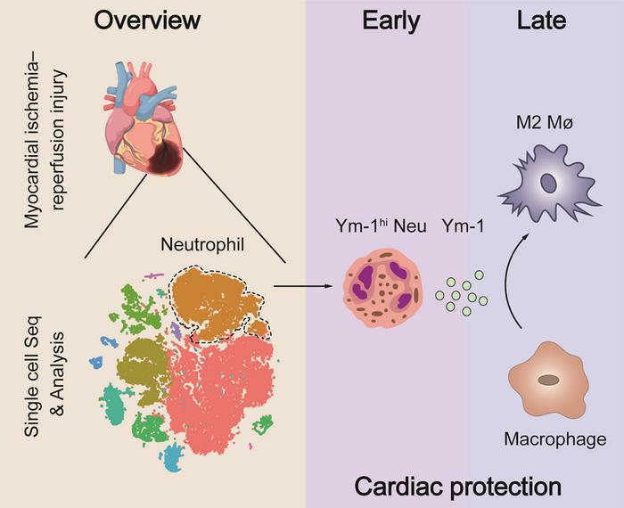 Ym-1hi Neu exerts a cardio-protective role in MIRI by driving the polarization of macrophages toward the repair phenotype.