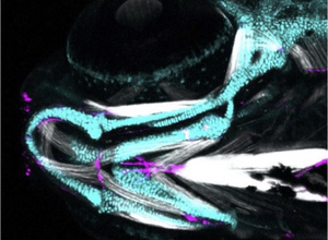 One-week-old zebrafish with jaw cartilage in blue, tendons in magenta and jaw muscles in white.