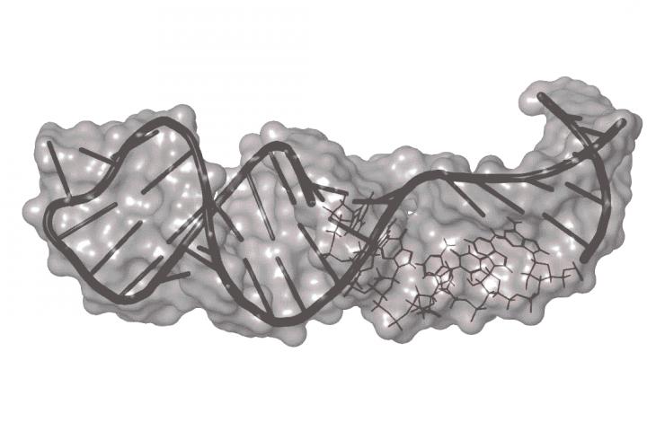 The Hargrove Lab Is Targeting RNA with Drug-Like Small Molecules