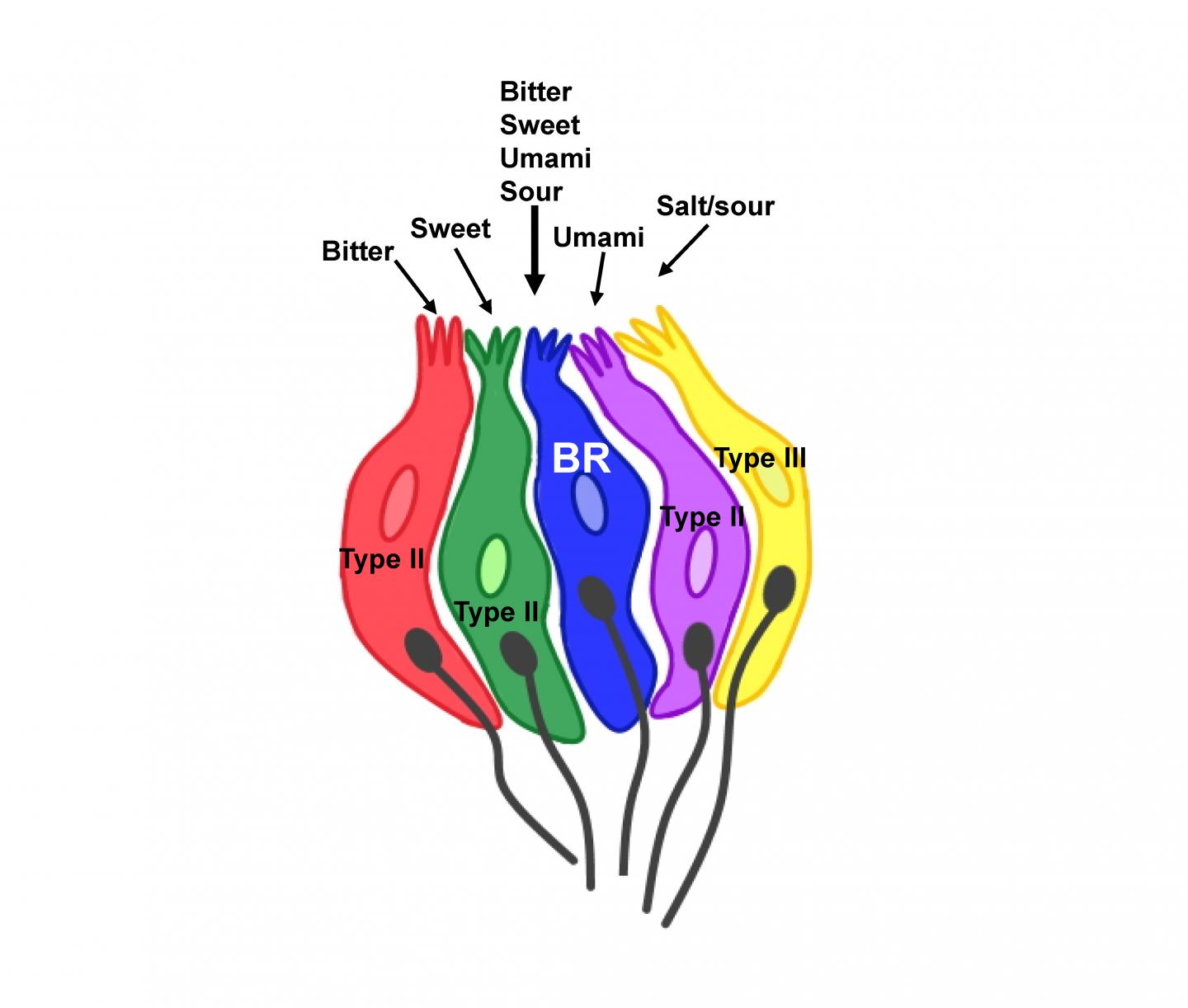 New type of taste cell discovered in taste bu EurekAlert