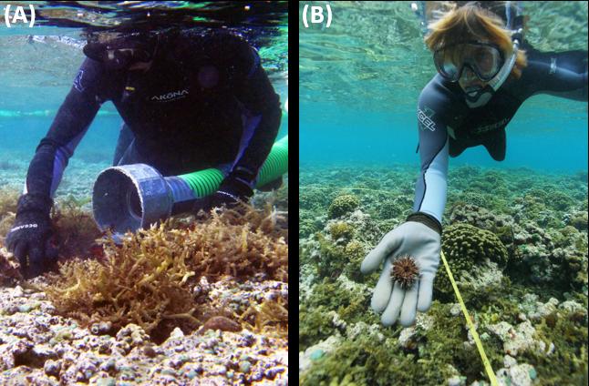 Divers Removing Algae and Outplanting Urchins